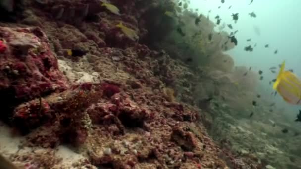 Aguja de flauta sutil pez largo bajo el agua sobre fondo del fondo marino en Maldivas. — Vídeo de stock