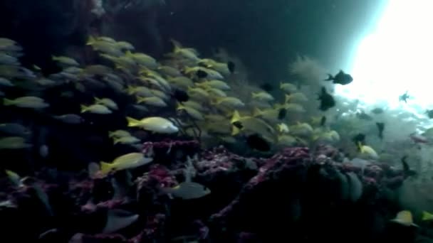Škola pruhovaných žlutých ryb pod vodou na pozadí mořského dna na Maledivách. — Stock video