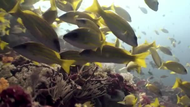 School van gestreepte gele vis onder water op de achtergrond van de zeebodem in de Malediven. — Stockvideo