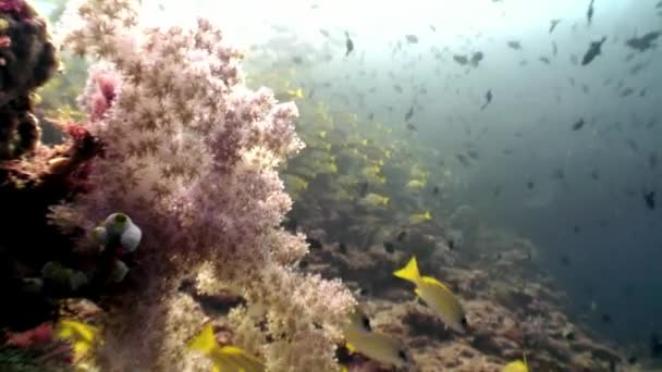 Boom zacht koraal onderwater verbazingwekkende zeebodem in de Malediven. — Stockvideo