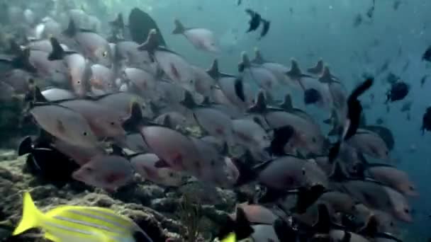 Школа рыб подводного природного аквариума моря и океана на Мальдивах. — стоковое видео