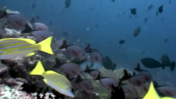 Ecole de poissons jaunes rayés sous l'eau sur fond de fonds marins aux Maldives. — Video