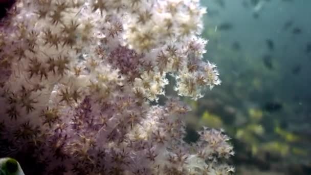 Strom měkké korály pod vodou úžasné mořské dno na Maledivách. — Stock video