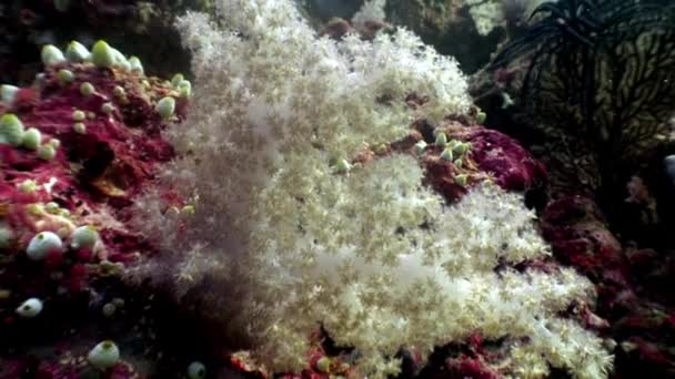 Árbol de coral suave bajo el agua increíble fondo marino en Maldivas. — Vídeo de stock