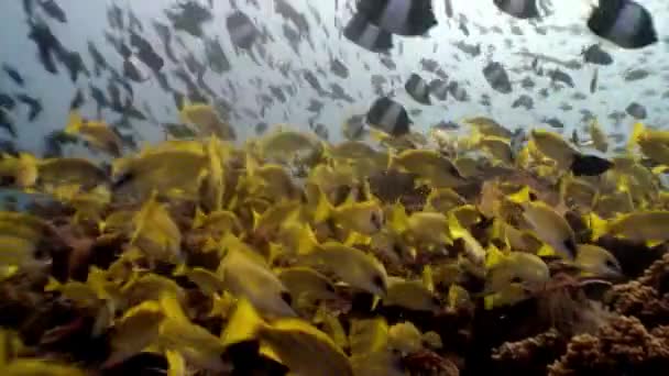 Escuela de peces amarillos rayados bajo el agua sobre el fondo del fondo marino en Maldivas. — Vídeo de stock