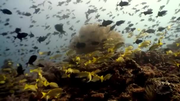 Escuela de peces amarillos rayados bajo el agua sobre el fondo del fondo marino en Maldivas. — Vídeos de Stock
