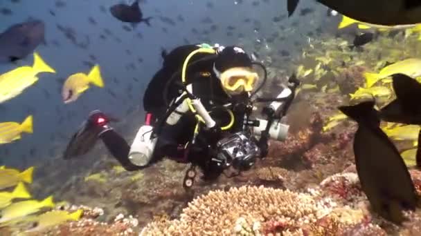 Mergulhador na escola peixe subaquático relaxar fundo . — Vídeo de Stock
