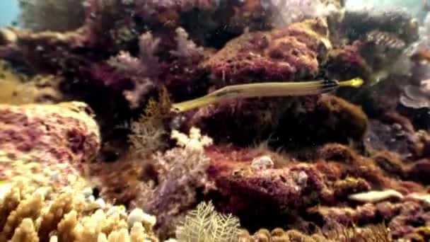 Fluit naald vis subtiele lange onderwater op de achtergrond van de zeebodem in de Malediven. — Stockvideo