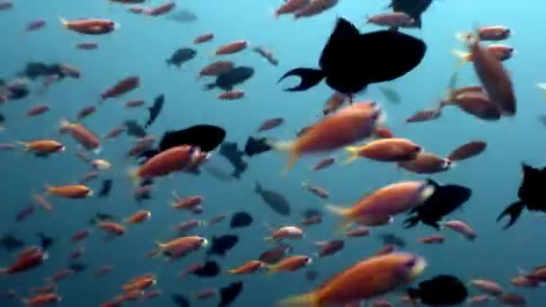 Школа риб у підводному природному акваріумі моря та океану на Мальдівах. — стокове відео