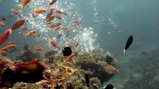 School van vissen onderwater natuurlijk aquarium van zee en oceaan in de Malediven. — Stockvideo