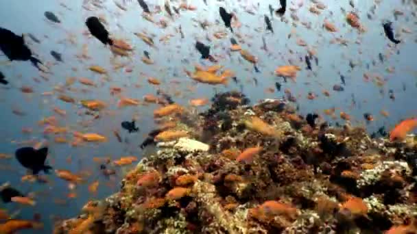 Escuela de peces acuario natural submarino de mar y océano en Maldivas. — Vídeo de stock