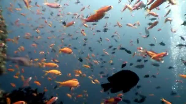 School of hal víz alatti természetes akvárium tenger és óceán Maldív-szigeteken. — Stock videók