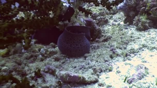 Moray negro anguila en busca de alimentos bajo el agua en el fondo del mar en Maldivas . — Vídeo de stock