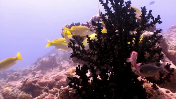 Skola av randig gul fisk under vatten på bakgrunden av havsbotten i Maldiverna. — Stockvideo