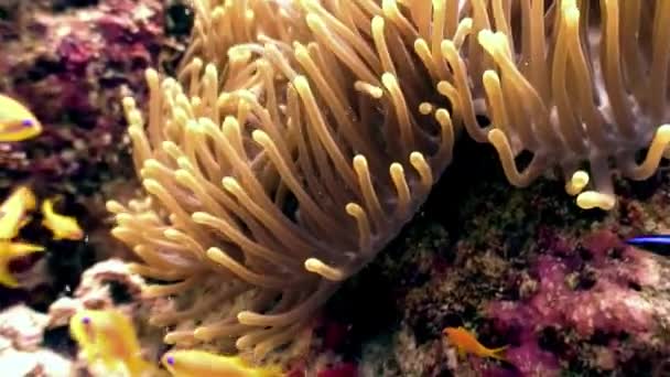 Anémone actinia et clown poissons sous-marins aquarium naturel de la mer et de l'océan .