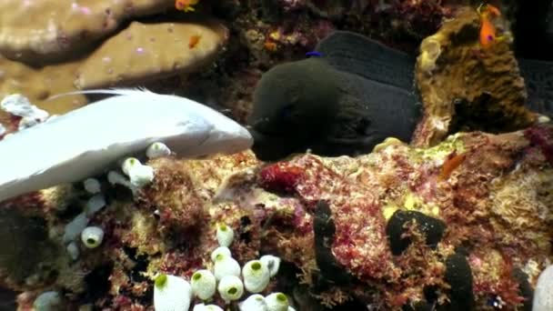 Černá muréna zachytí kořist potravin ryb pod vodou na mořském dně v Maledivách. — Stock video