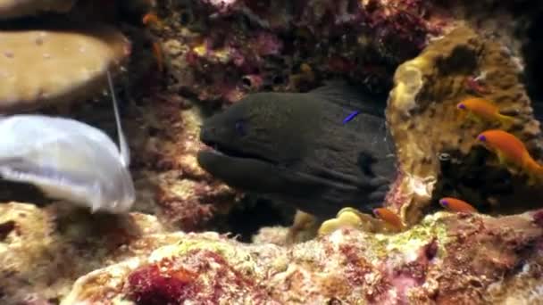 Černá muréna jí ryby jídlo pod vodou na mořském dně v Maledivách. — Stock video