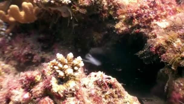 Negro Moray anguila capturas come presa pescado comida bajo el agua en el fondo del mar en Maldivas . — Vídeos de Stock