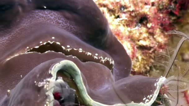 Tridacne kabuklu yumuşakçalar sualtı Maldivler deniz dibinin şaşırtıcı arka plan üzerinde. — Stok video