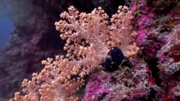 Träd mjuk korall försiktigt vit och rosa under vattnet fantastiska havsbotten i Maldiverna. — Stockvideo