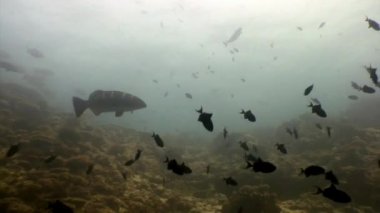 Maldivler 'deki deniz ve okyanus akvaryumunda balık sürüsü.