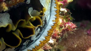 Tridacne kabuklu yumuşakçalar makro vdeo closeup sualtı Maldivler deniz yatağı üzerinde.