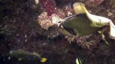 Triggerfish tek boynuzlu at balık sualtı mercan Maldivler deniz dibinin yiyor.