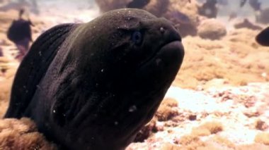 Siyah Müren balığı Maldivler deniz yatağı üzerinde gıda sualtı arama.
