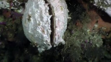 Tridacne kabuklu yumuşakçalar sualtı Maldivler deniz dibinin şaşırtıcı arka plan üzerinde.