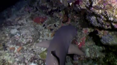 Köpekbalığı sualtı mercan deniz dibinin Maldivler üzerinde şaşırtıcı yiyecek bulmak.