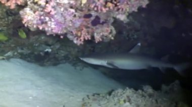 Köpekbalığı sualtı mercan deniz dibinin Maldivler üzerinde şaşırtıcı yiyecek bulmak.