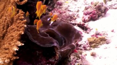 Tridacne kabuklu yumuşakçalar sualtı Maldivler deniz dibinin şaşırtıcı arka plan üzerinde.