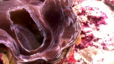 Tridacne kabuklu yumuşakçalar sualtı Maldivler deniz dibinin şaşırtıcı arka plan üzerinde.