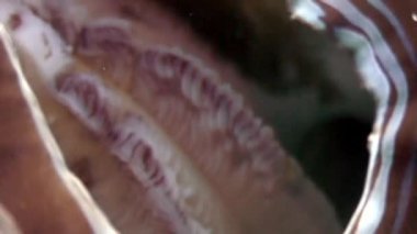 Tridacne kabuklu yumuşakçalar sualtı Maldivler deniz dibinin şaşırtıcı arka plan üzerinde.