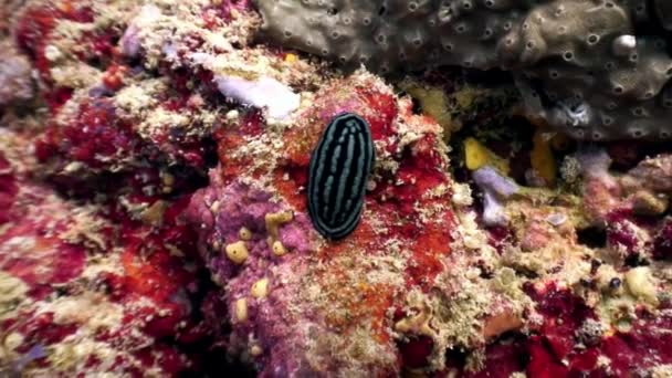 Verrucosa babosa nudista en el fondo marino bajo el agua . — Vídeos de Stock