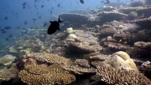 Sert mercan acropora sualtı Maldivler muhteşem deniz yatağı üzerinde. — Stok video