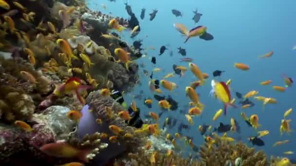 Anemone actinia andclown fisk naturliga undervattensakvarium över havet och havet. — Stockvideo