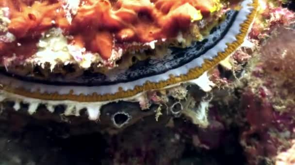 Tridacne tweekleppige weekdieren macro vdeo close-up onderwater op de zeebodem in de Maldiven. — Stockvideo