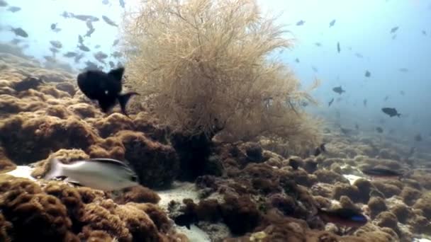 Escuela de peces bajo el agua relajarse fondo en Maldivas . — Vídeos de Stock