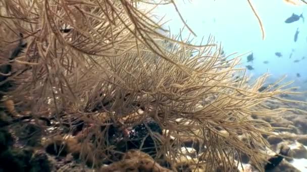 Escola de peixe subaquático relaxar fundo em Maldivas . — Vídeo de Stock