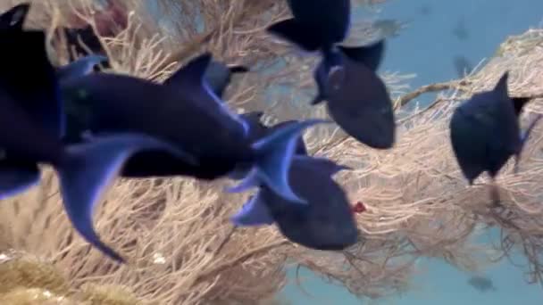 Poisson scolaire sous-marin fond de détente aux Maldives . — Video