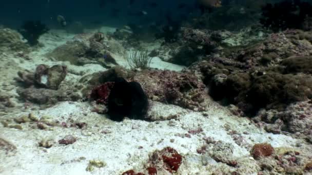 Восьминіг poulpe замаскований під водою в пошуках їжі на морському дні на Мальдівах. — стокове відео