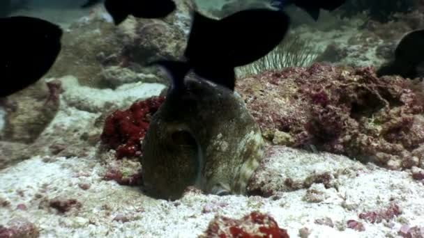 Octopus poulpe mascarado subaquático em busca de alimentos no fundo do mar em Maldivas . — Vídeo de Stock