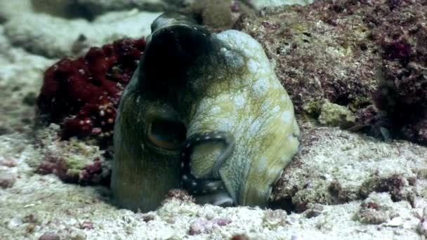 Pulpo enmascarado bajo el agua en busca de alimento en el fondo marino en Maldivas . — Vídeos de Stock