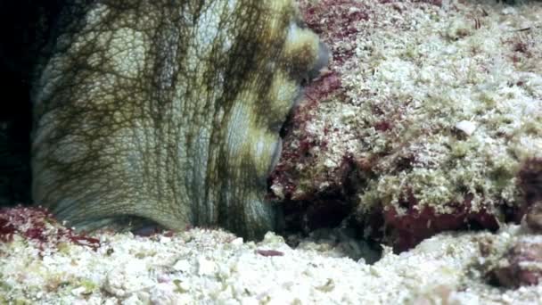 Pulpo enmascarado bajo el agua en busca de alimento en el fondo marino en Maldivas . — Vídeos de Stock
