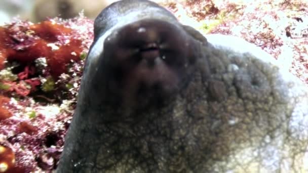 Octopus poulpe masked underwater in search of food on seabed in Maldives. — Stock Video