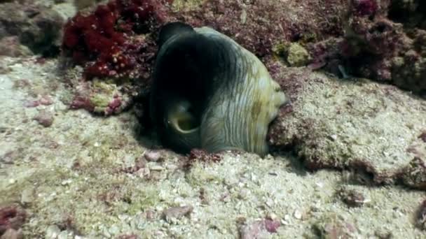 Восьминіг poulpe замаскований під водою в пошуках їжі на морському дні на Мальдівах. — стокове відео