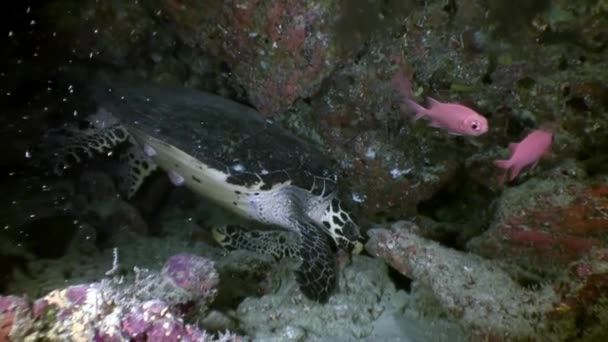 Groene zeeschildpad op schoon duidelijke zeebodem onderwater in de Maldiven. — Stockvideo