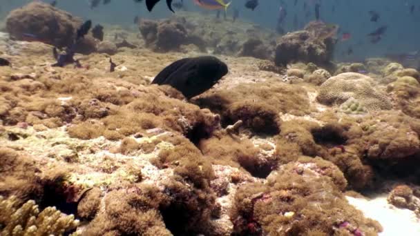 Чорний Мурена вугор в пошуках їжі під водою на морському дні на Мальдівах. — стокове відео