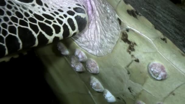 Grön havssköldpadda på ren rensa havsbotten under vattnet i Maldiverna. — Stockvideo